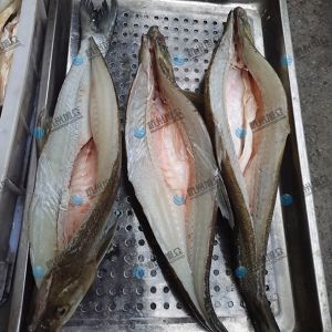 旭眾二枚開片殺魚機，翹嘴魚開背切片